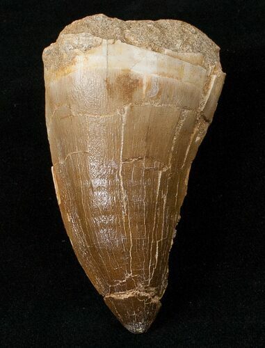 XL Mosasaur (Prognathodon) Tooth #16155